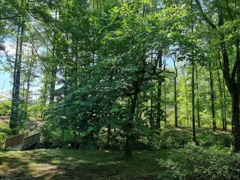Wooded backyard with mature trees